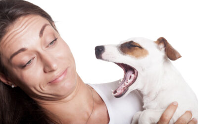 Co všechno způsobuje zápach z úst u psa?